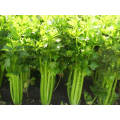 Best Effect Plant Rooting Fertilizer Naa-Na NAA 98%TC